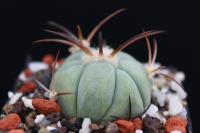 Echinocactus horizonthalonius SB 710